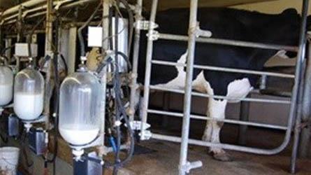 نرخ خرید حمایتی شیر 1440تومان اعلام شد